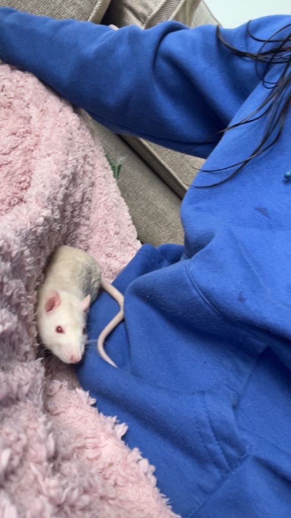 2 male rats and cage 