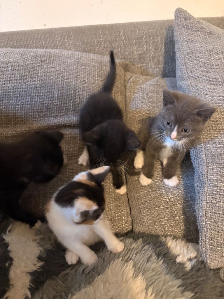 5 kittens for sale