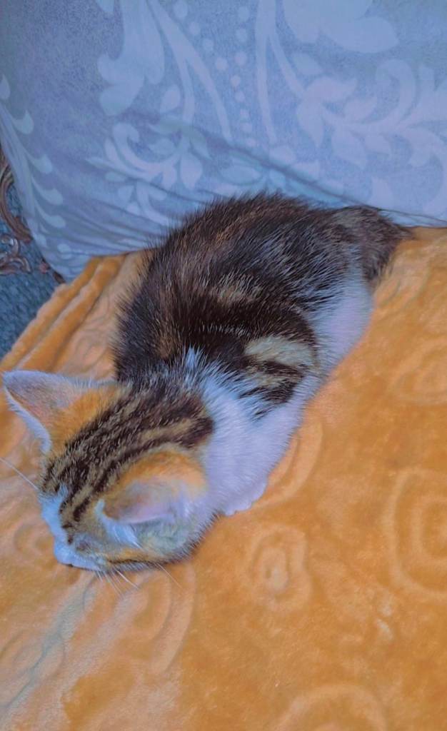 11 weeks lovely male kitten 😻✨️