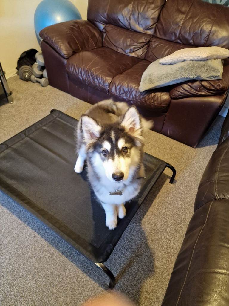 Beautiful Husky Puppy – 4 Months Old – Fully Equipped