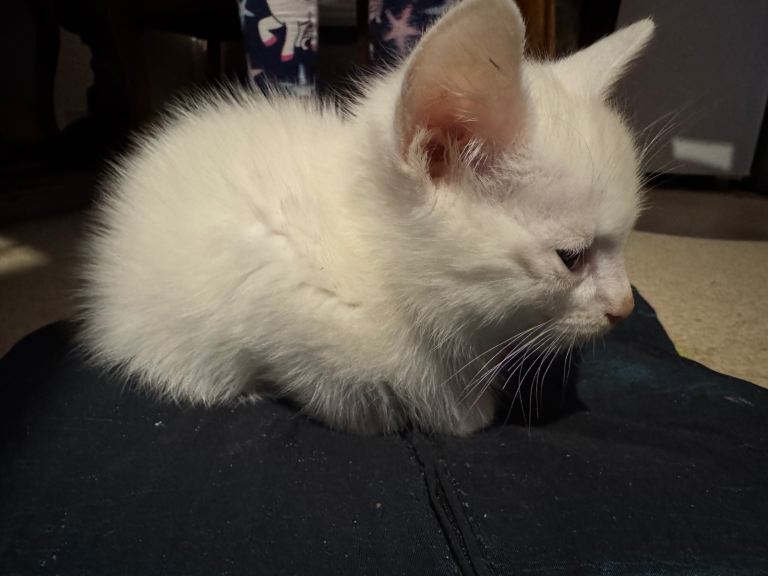 2 beautiful kittens for sale 