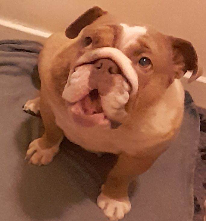 Female English Bulldog