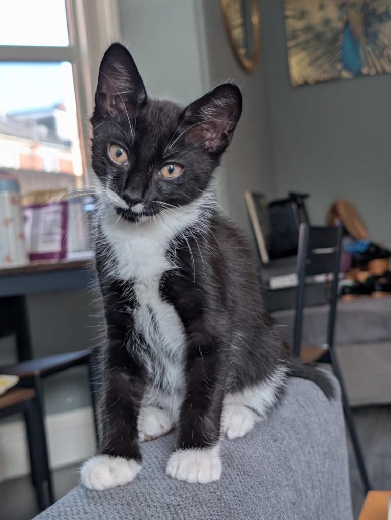 2beautiful kittens  first 4 photos 