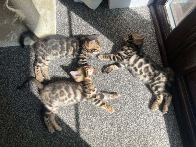 Pure Bengal Kitten 