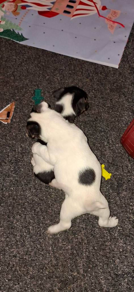 Jack russell puppies 2 PUPPIES LEFT