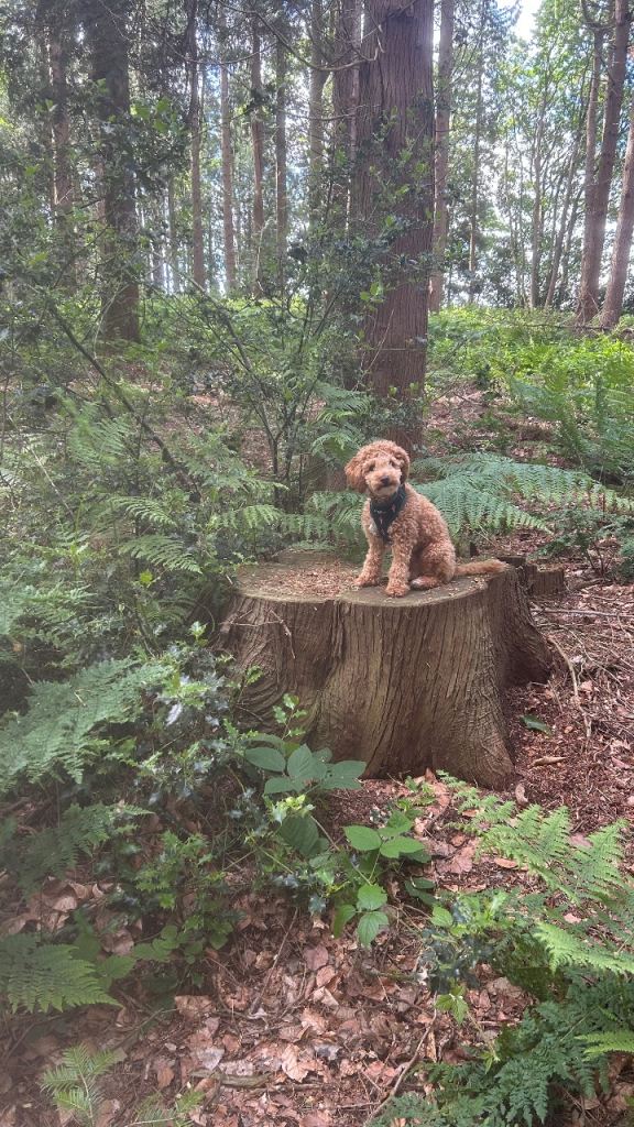 Toy Cockapoo for sale 