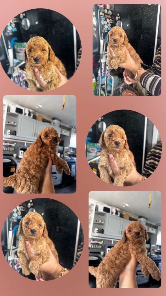 🐾 **Toy Poodle Boy Puppy Looking for His Forever Home** 🐾