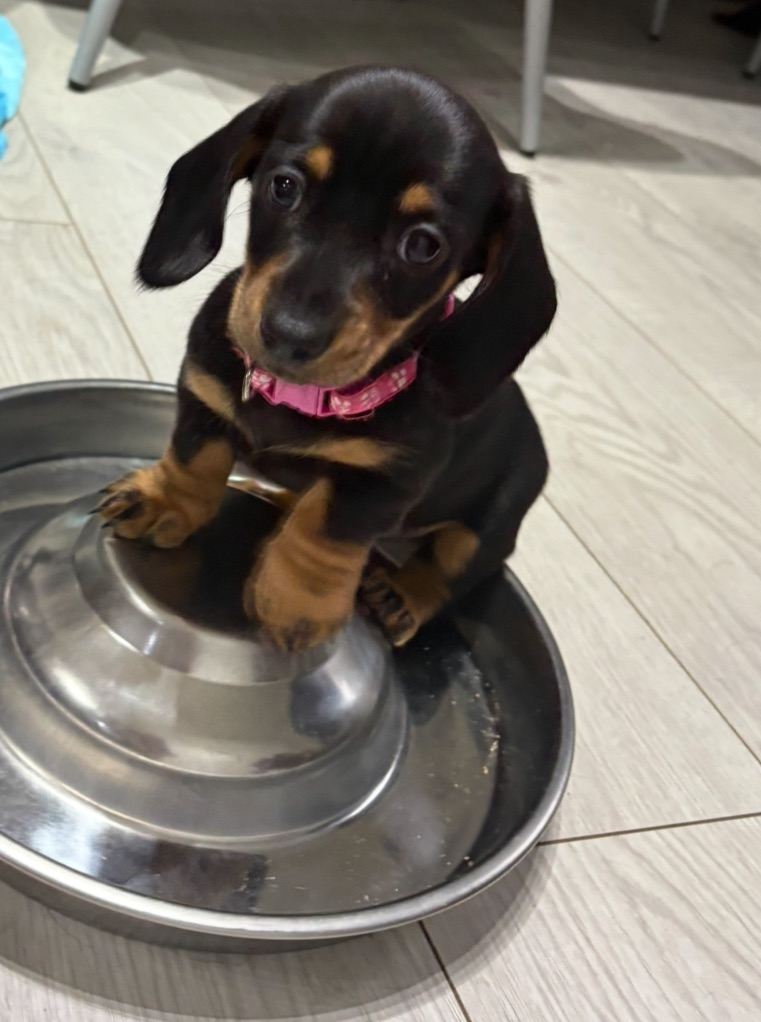 Miniature Dachshund Puppies 
