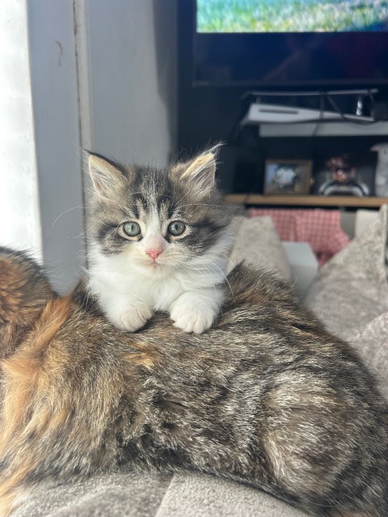 READY NOW 1 beautiful fluffy boy