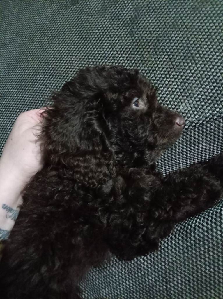 Chocolate brown cockapoo 