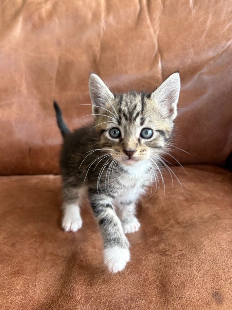 1/2 Maine Coon Kittens Fluffy Tabby Grey & Ginger