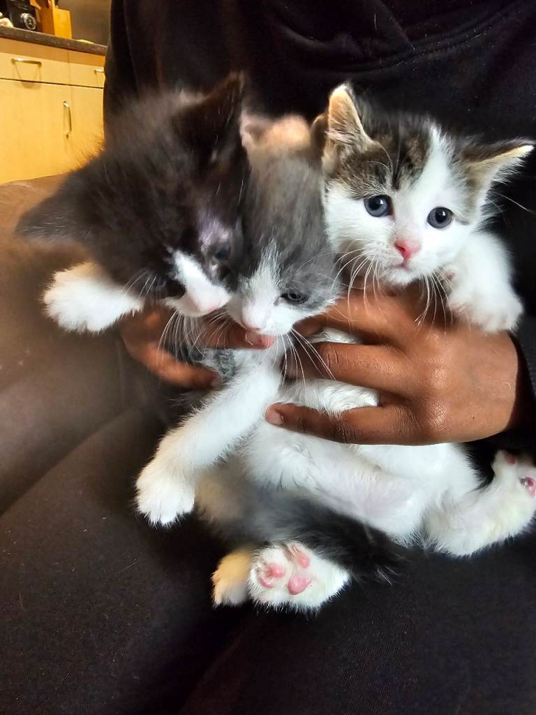 Kittens for sale