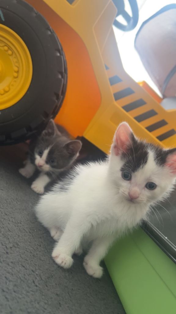 Male kittens
