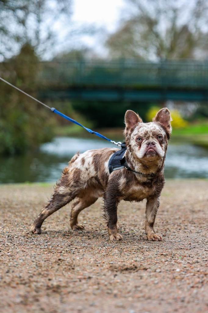 Stunning newshade Isabella fluffy frenchie