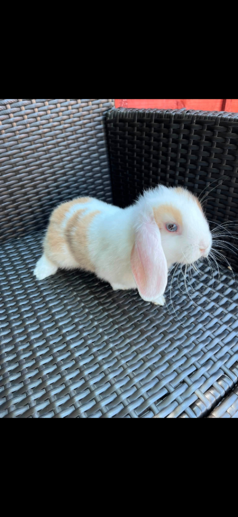 8 week old male (white one) and female lop eared rabbit