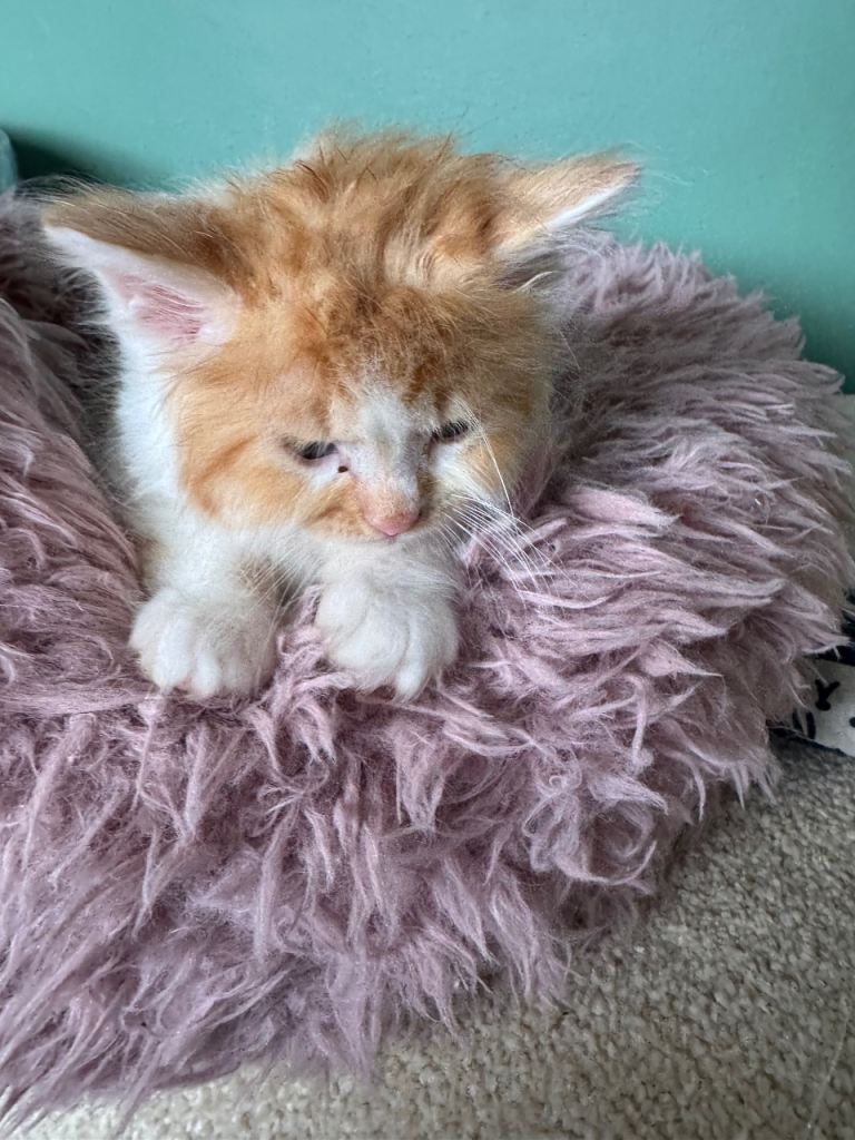 Half ragdoll kittens ready now 