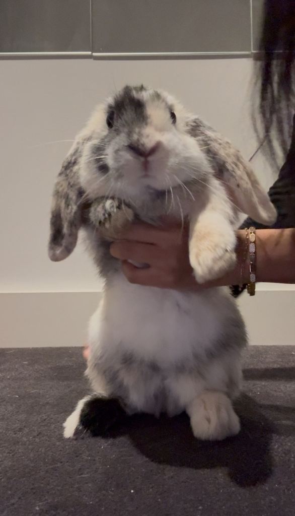 Bunny for Sale