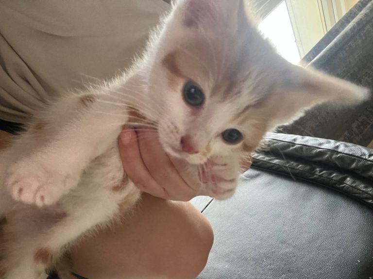2 kittens for sale