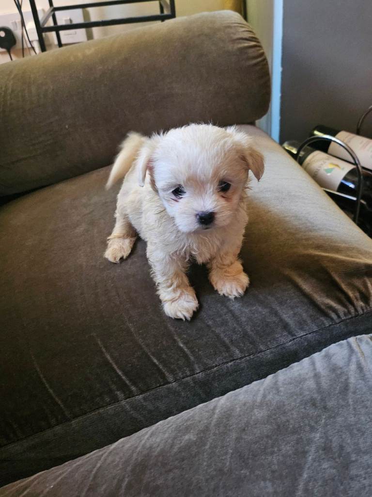Bichon maltese mini toy