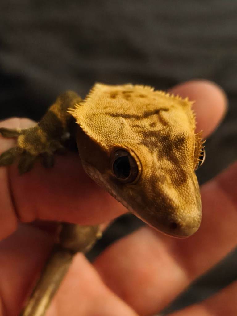 Our Smaller crested gecko, enclosure and equipment 