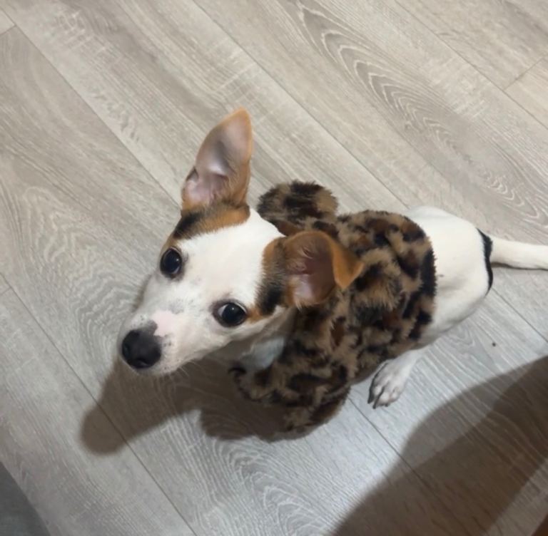 Beautiful 9 month old purebred Jack Russell looking for his forever home 🐾