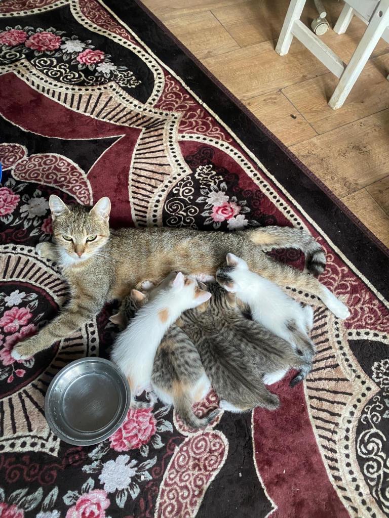 Kittens for sale (Golden tip British Shorthair Lineage) 