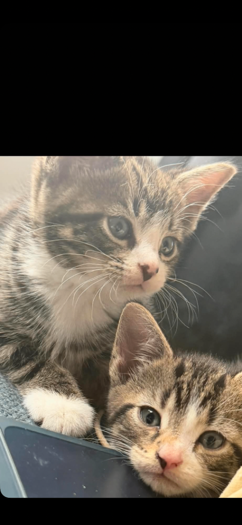 Kittens 