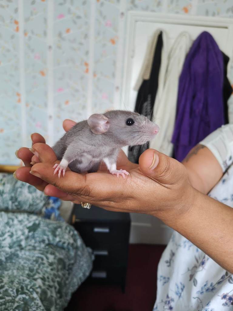 3 beautiful male rats for sale and cage 