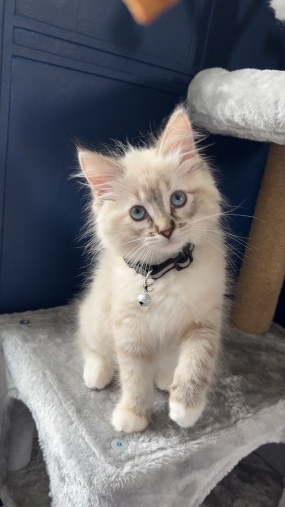 Blue Lynx RagDoll Kitten - Female