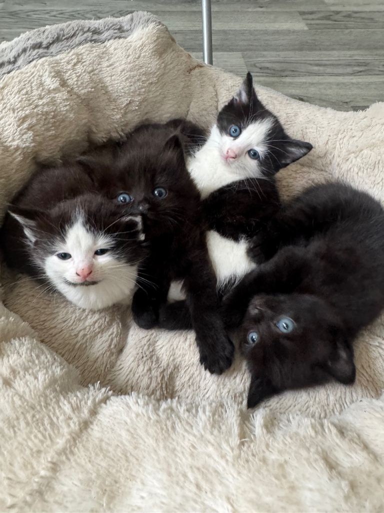 Kittens for sale 