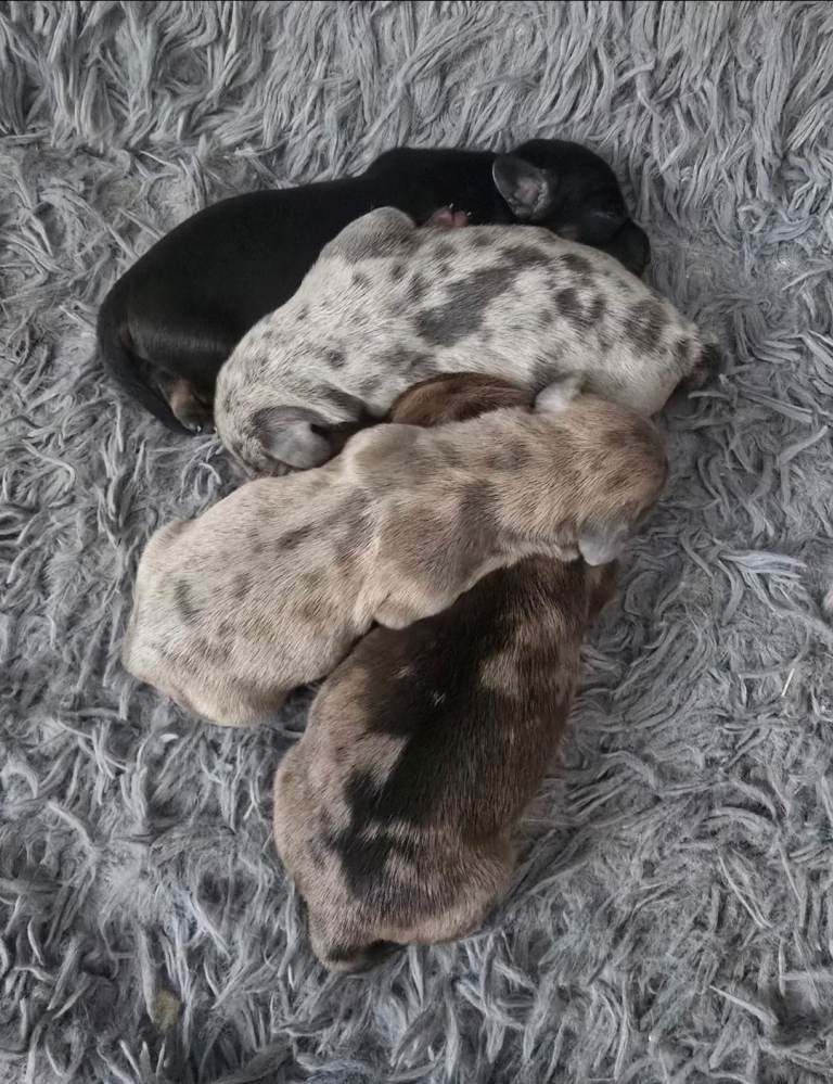 Dachshund puppies for sale