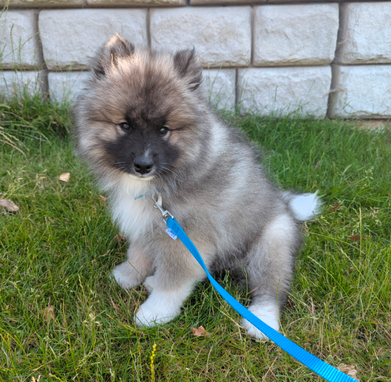 Samoyed Keeshond Cross pup for sale