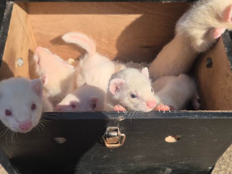 Ferret kits 