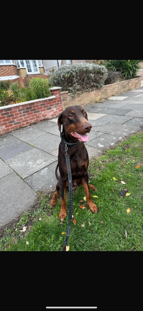 Dobermann Dog looking forever home ❤️