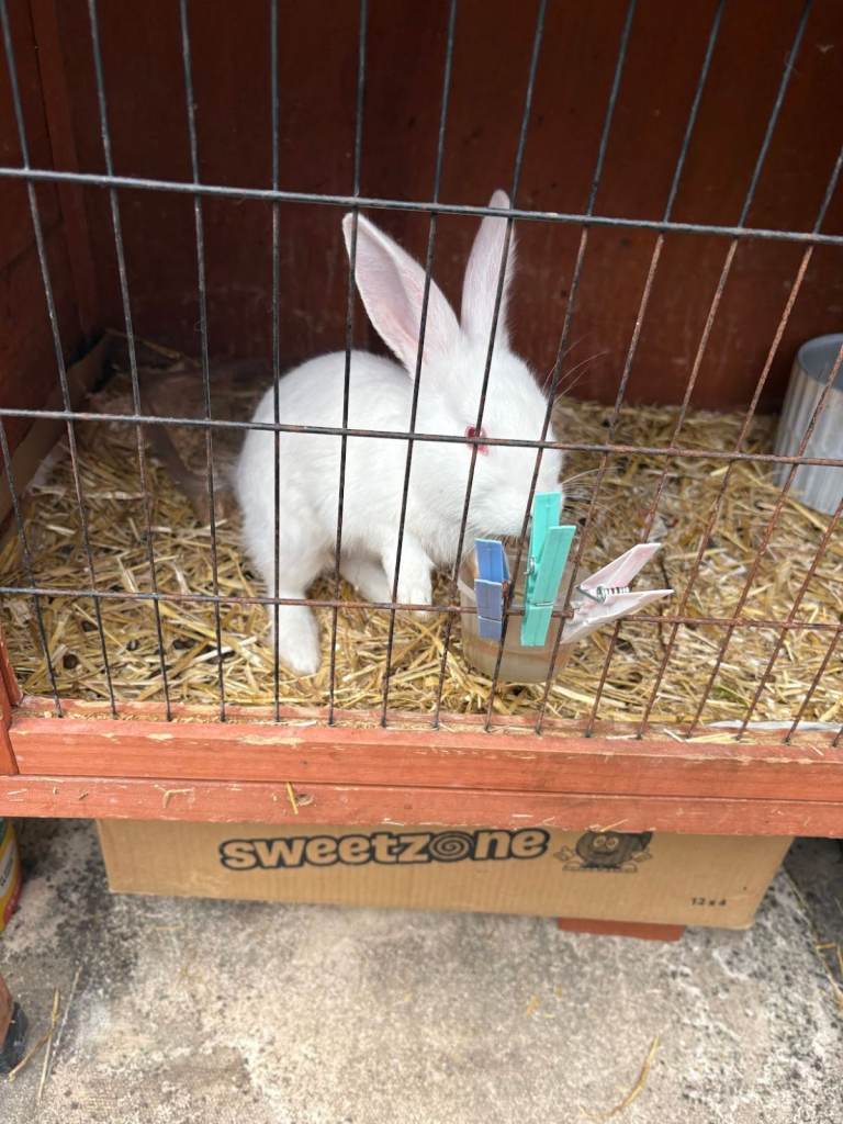  Rabbits Pure white and Hutch and rabbit food