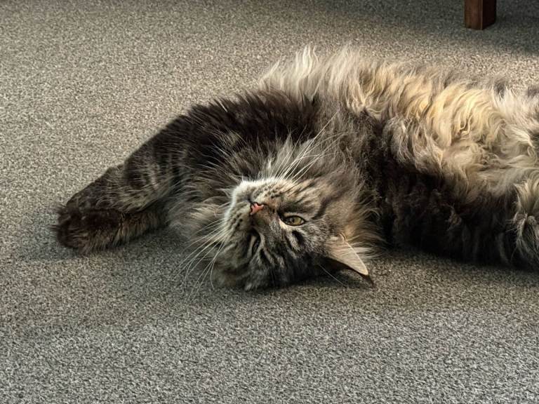 Beautiful Maine Coon