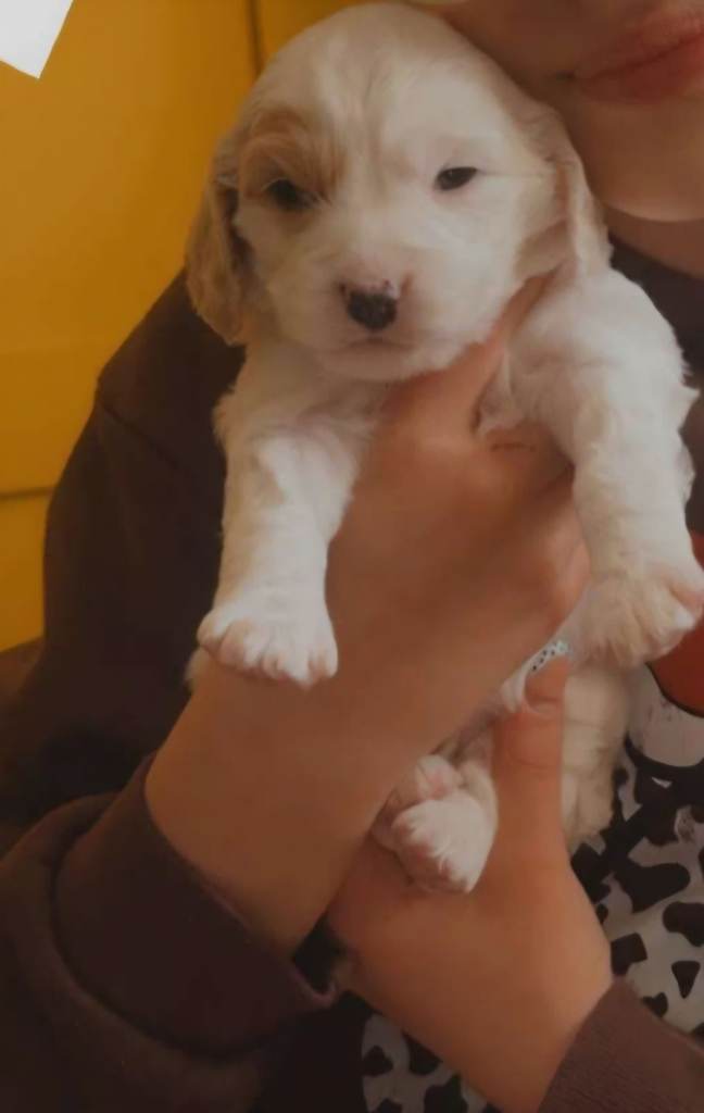 Cavapoo Puppies 
