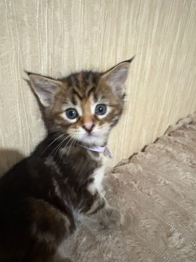 Maine Coon Kittens — Fluffy, Friendly, Ready Soon