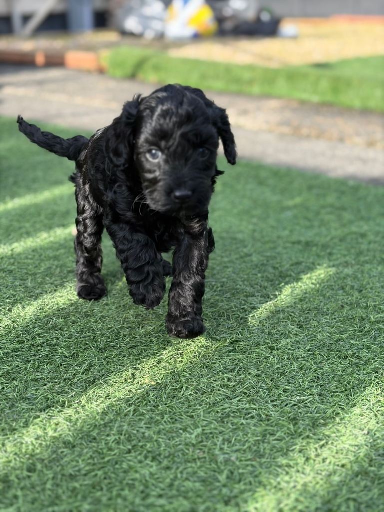 FB1 cockerpoo pups 1 BOY LEFT 