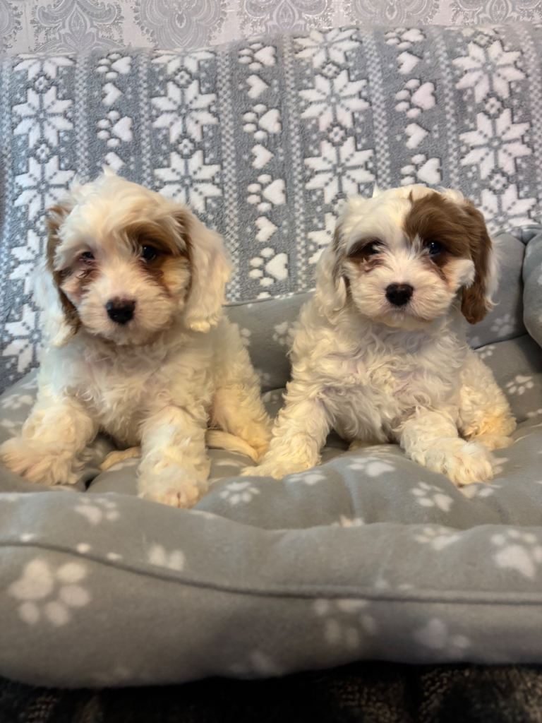 Fluffy cavapoo puppies