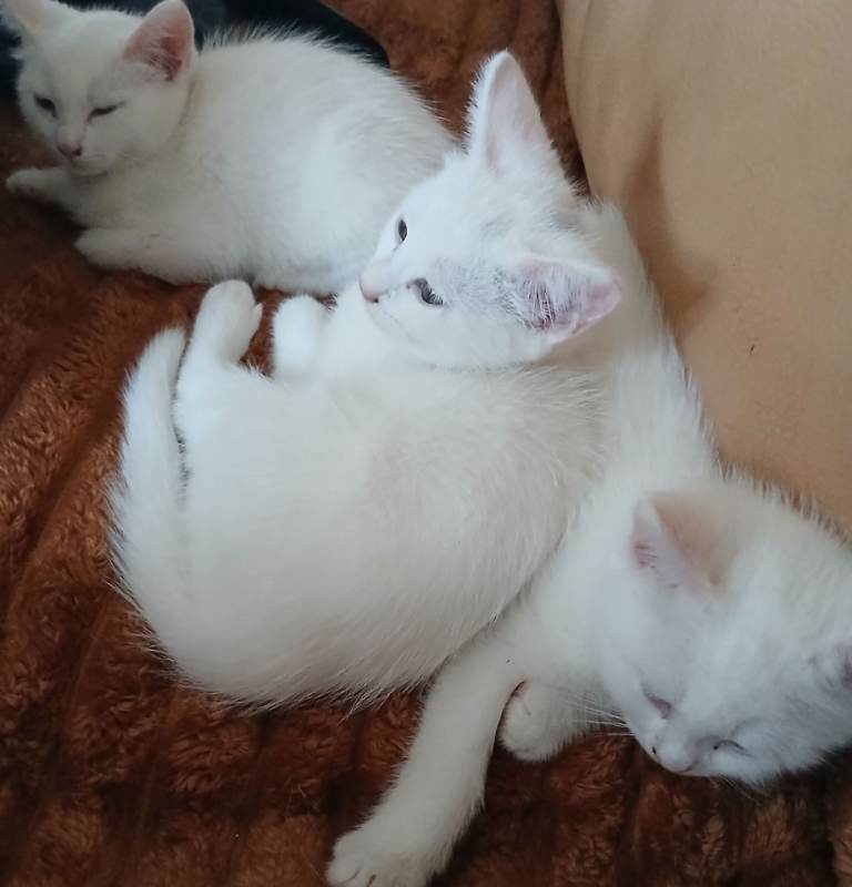 White kittens for sale 