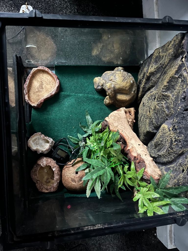Reptile aquarium 