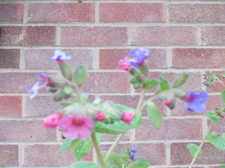 Pulmonaria Garden Plants