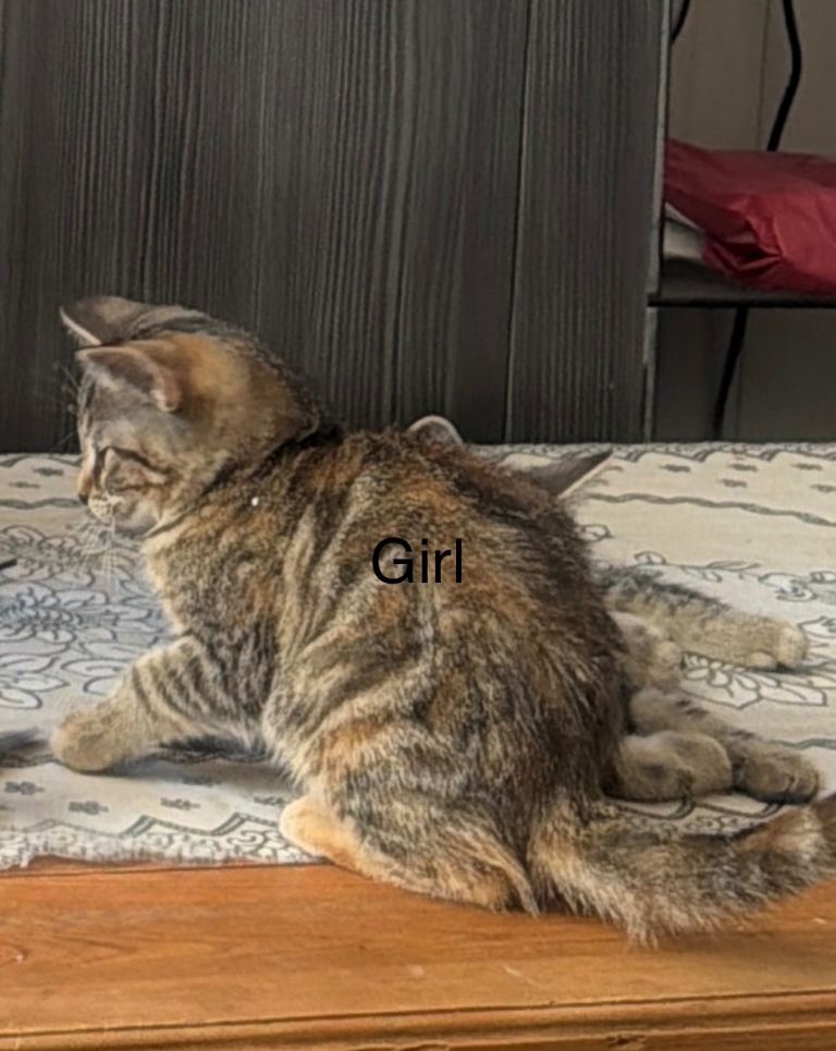 Beautiful kittens for sale