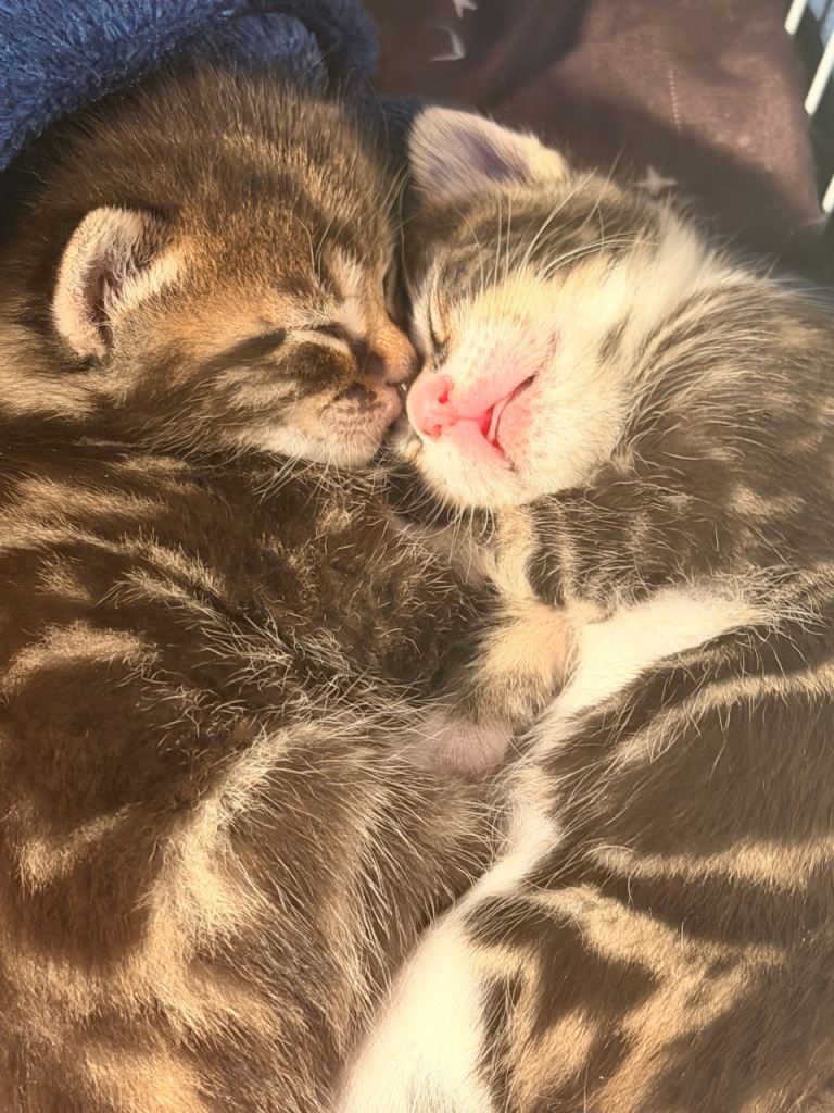 Gorgeous playful kittens 