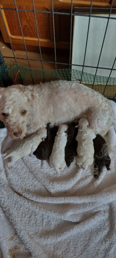 Poochon pups ready next week 