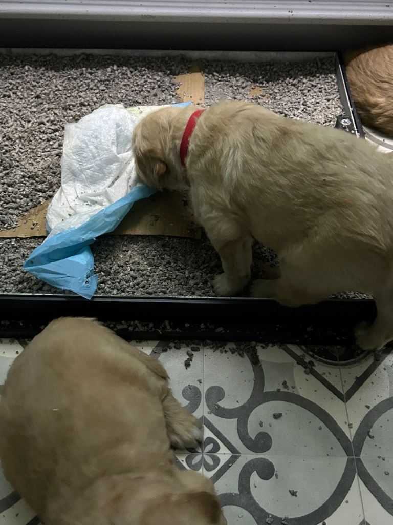 Golden retriever puppy KC reg