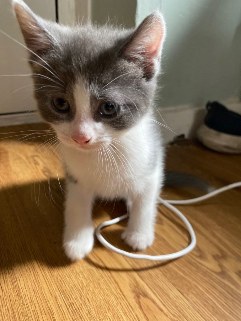 Final 2 ! British Blue Cross Kittens – Ready NOW