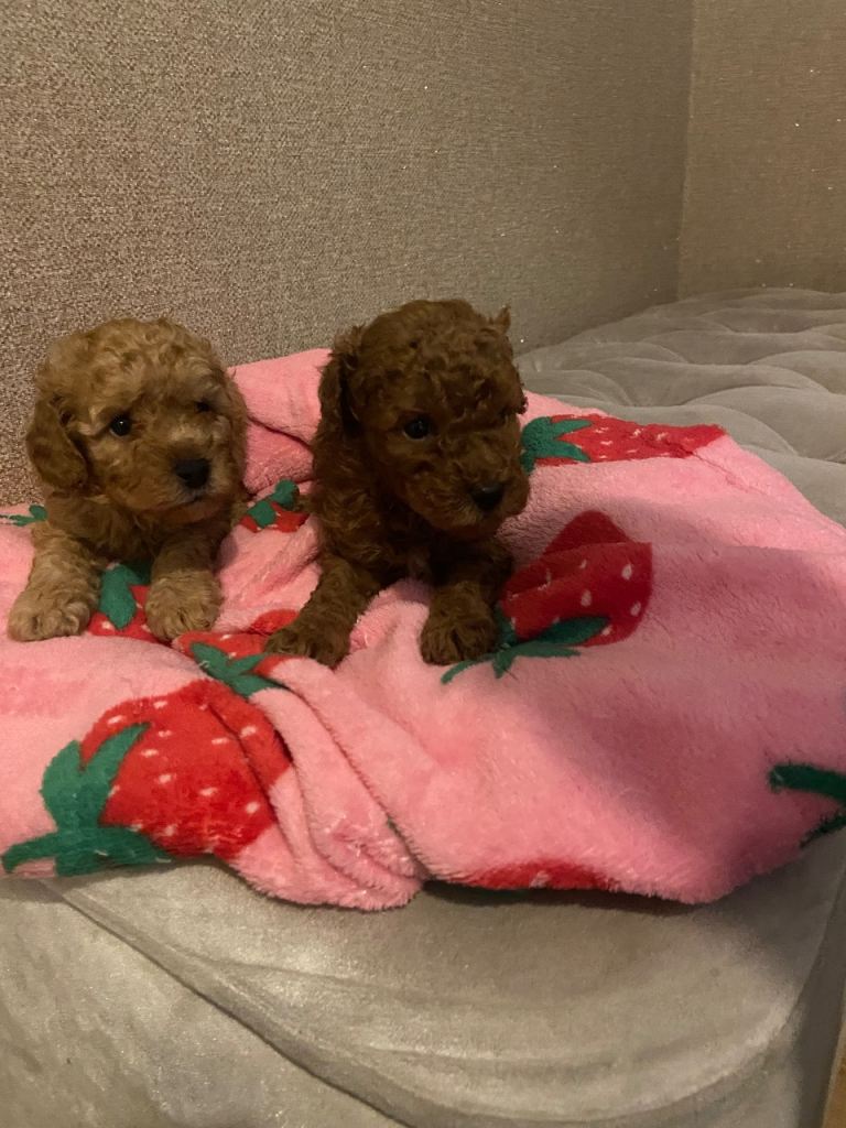 Toy poodle puppies 