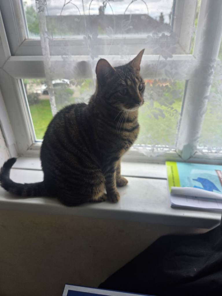 2 years old male cat neutered chipped 